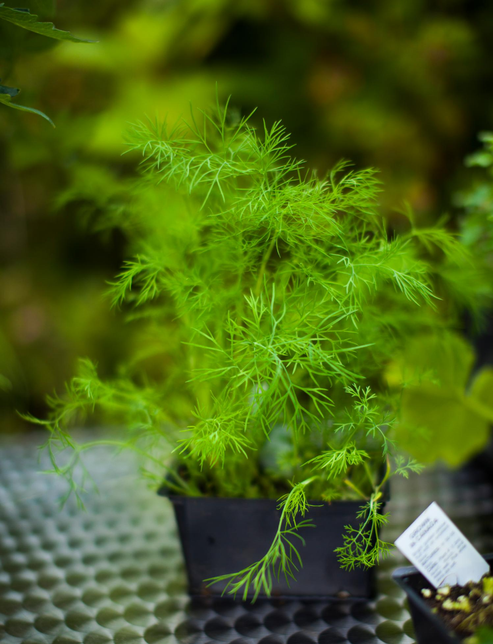 Worst Herbs to Grow Indoors - Dill plant