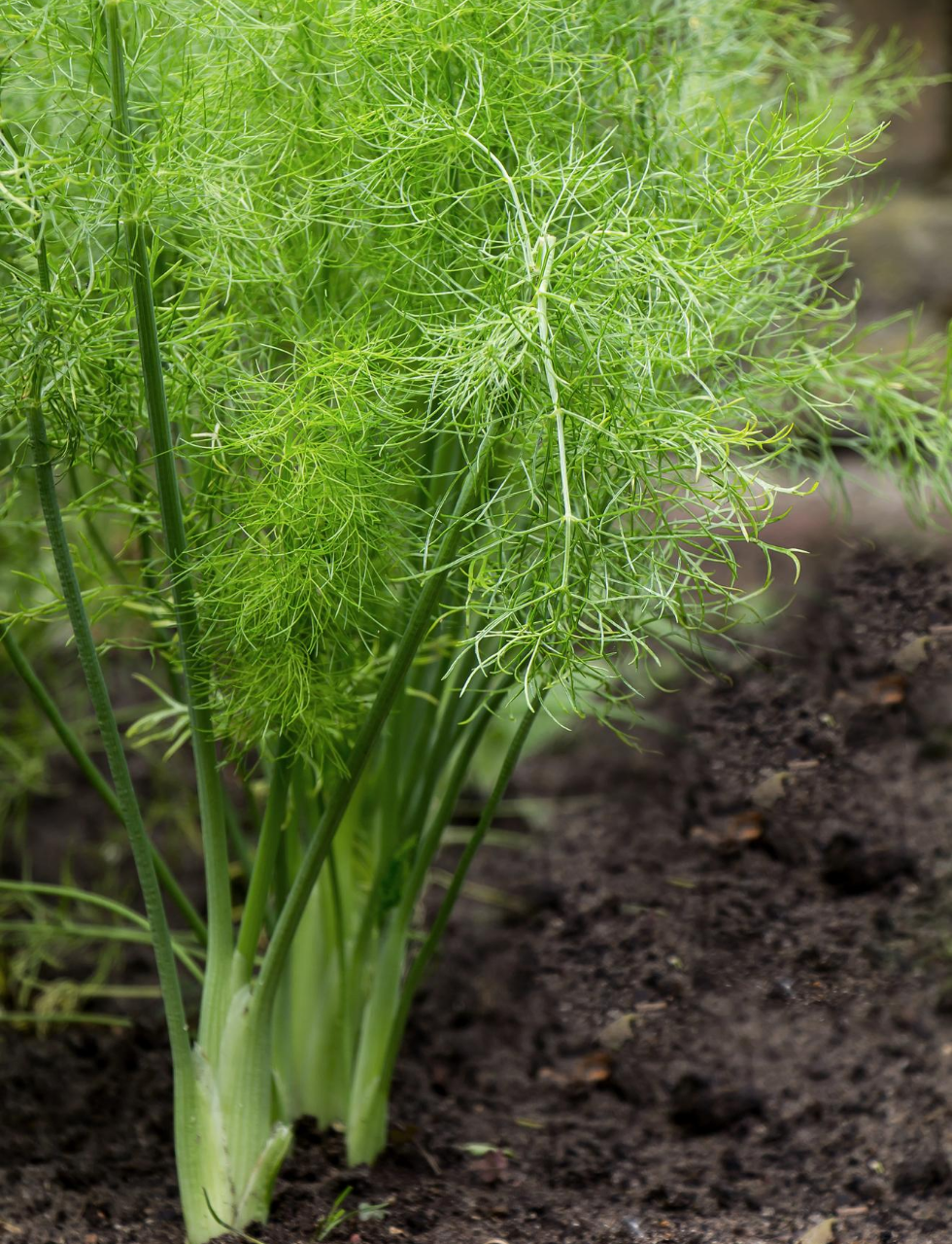 Worst Herbs to Grow Indoors - Fennel Plant