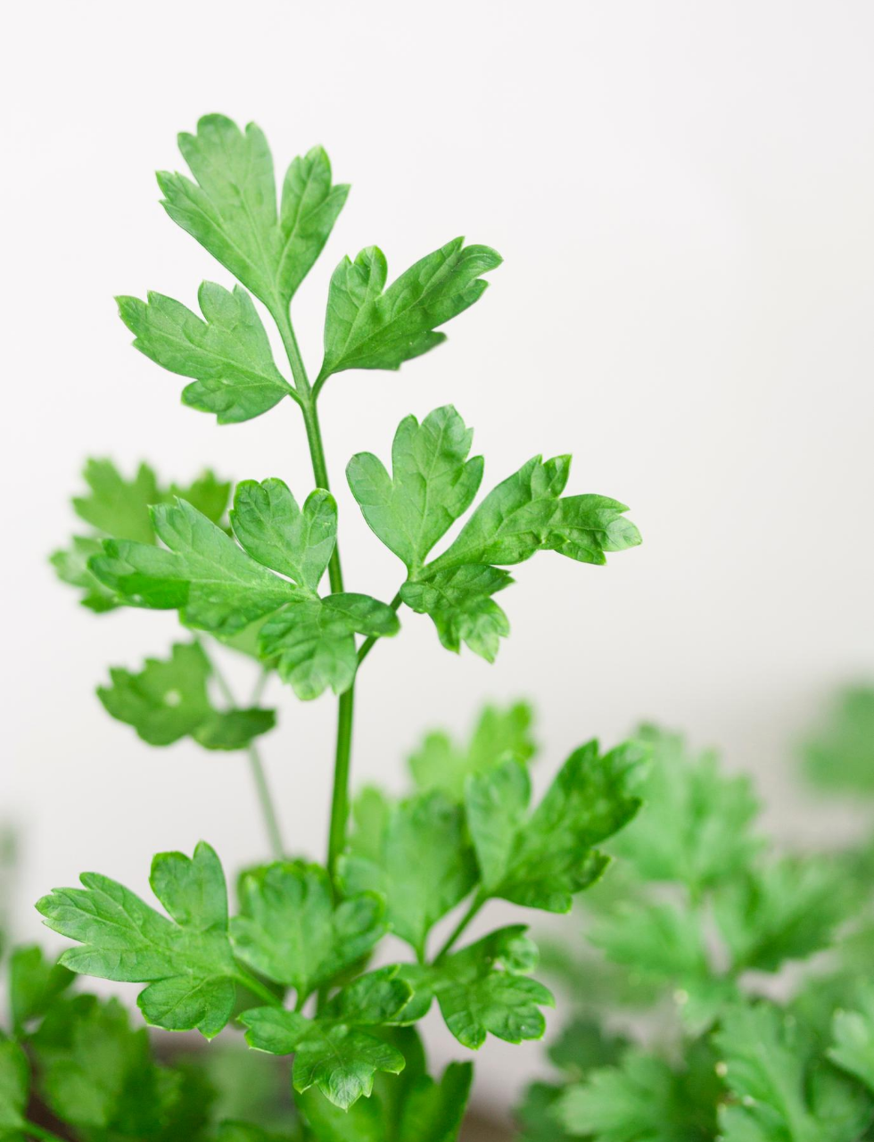 Worst Herbs to Grow Indoors - Parsley Plant