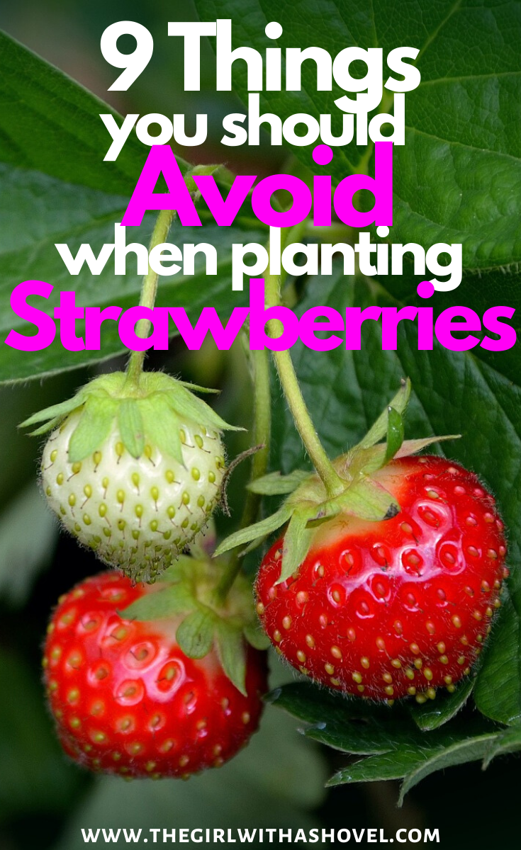 How to Plant Strawberries Pinterest Image