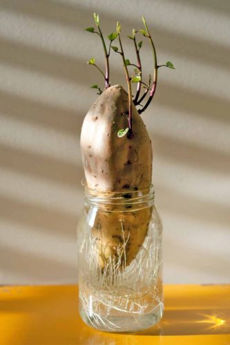 How to Plant Potatoes: Root in Water