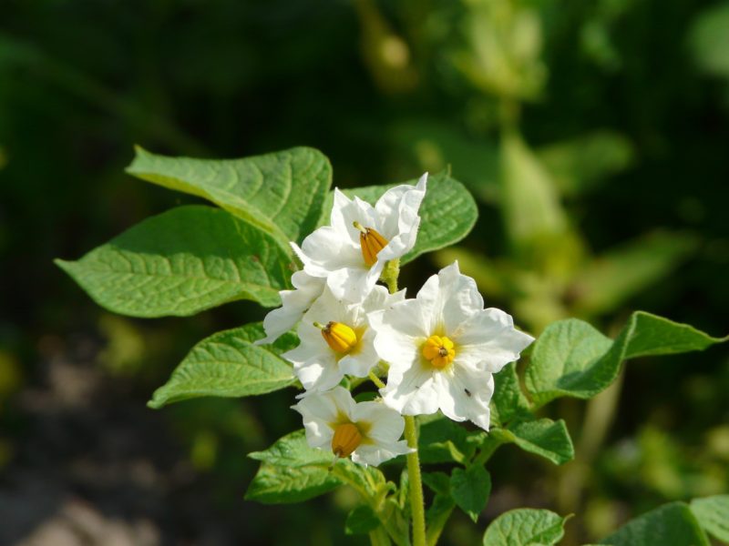 How to Plant Potatoes at Home: 11 Things You Should Know