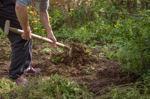 How to Plant Potatoes: You Need Loose Soil