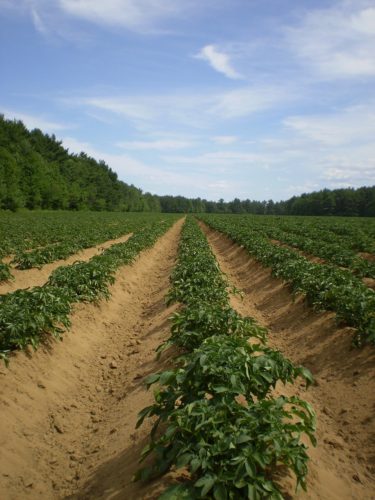 How to Plant Potatoes: Mound Plants