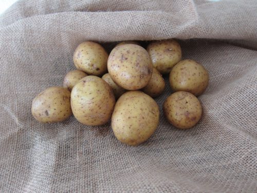 How to Plant Potatoes: Let Dry