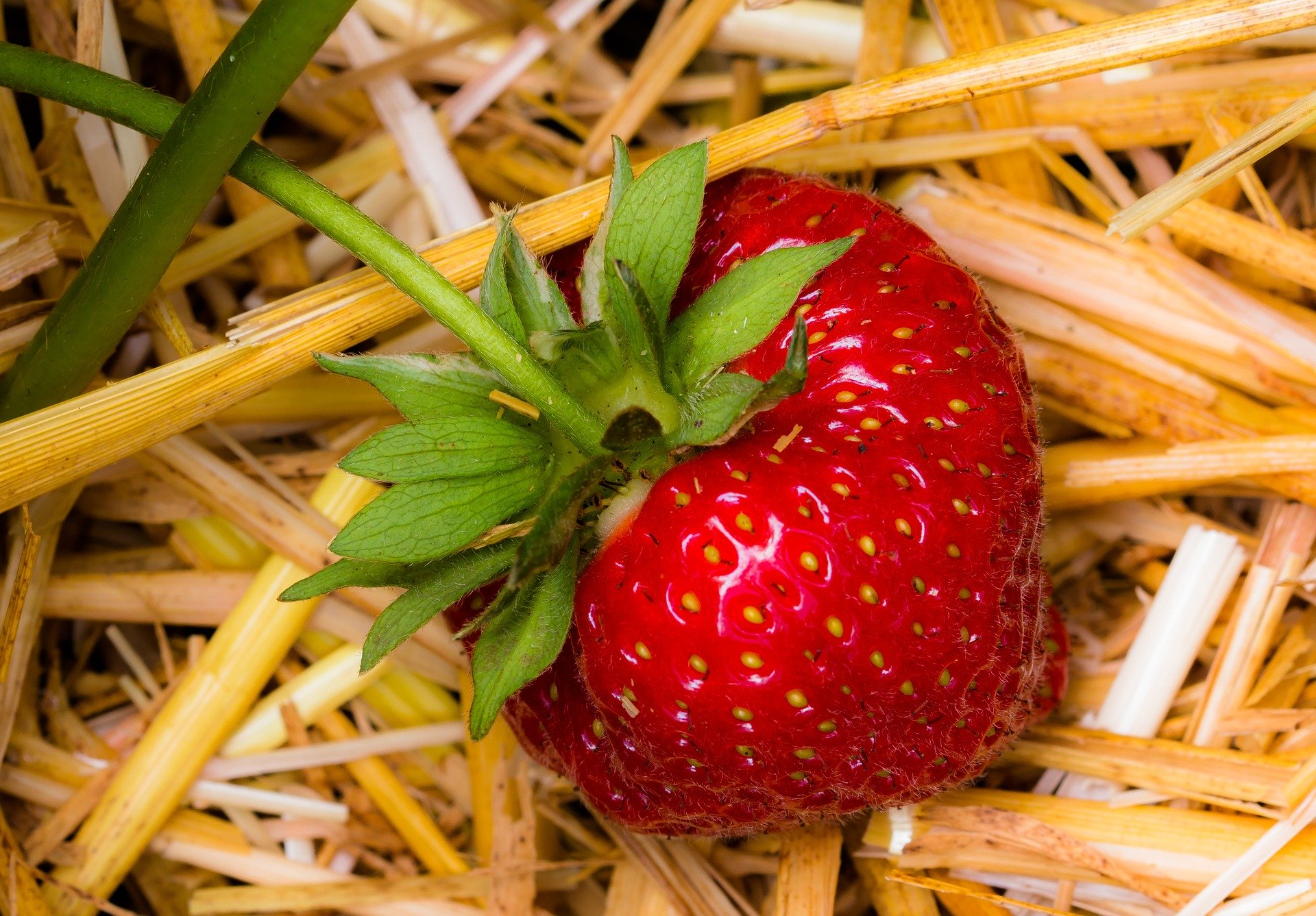 Strawberry laying on the ground