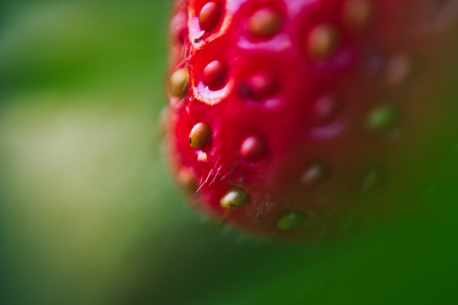 Close up picture of strawberry seeds