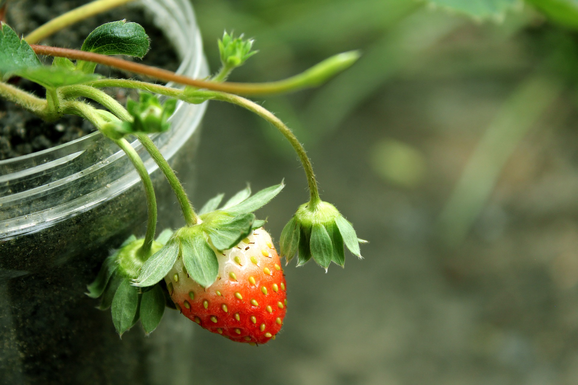 Strawberry planted in a pot