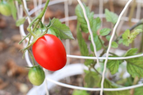 How to Plant Tomatoes: Never Wait to Add Support