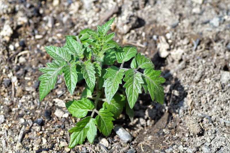 7 Things You Should Never Do when Planting Tomatoes