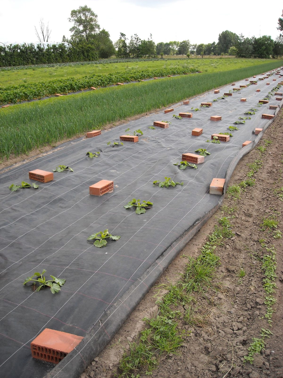 9 Things To Avoid When Planting Strawberries The Girl With A Shovel   Vegetable Garden 981595 1920 1200x1600 