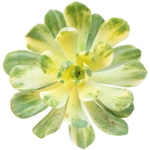 seacup variegata aeonium