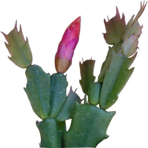holiday cactus schlumbergera