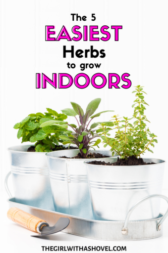 Top 5 Easiest Herbs to Grow Indoors - The Girl with a Shovel