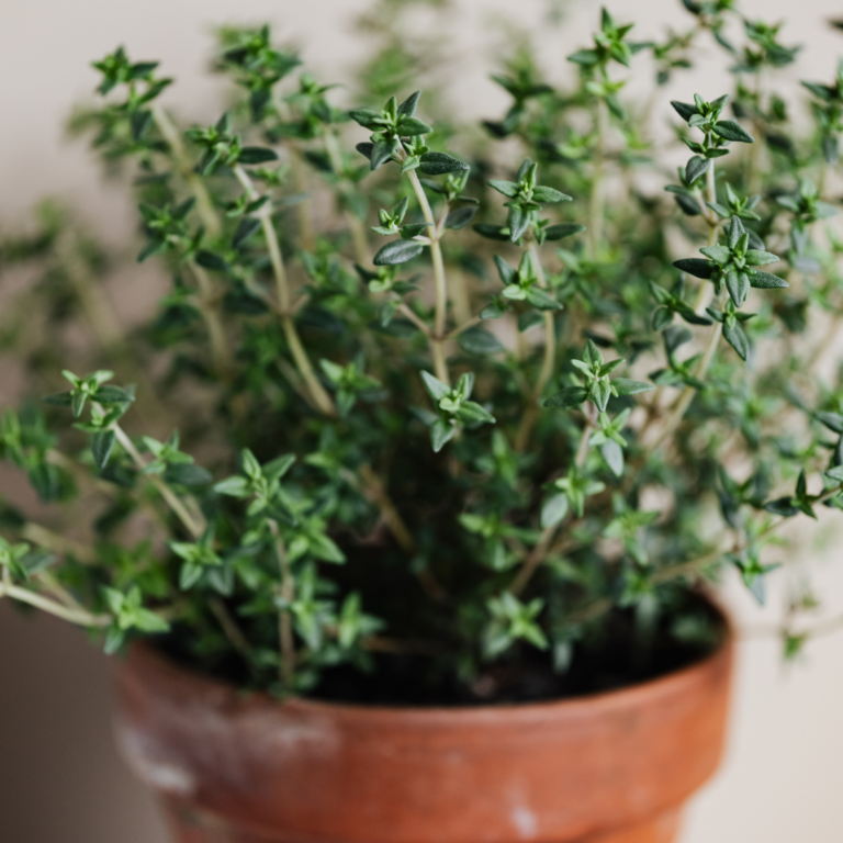 growing thyme indoors during winter