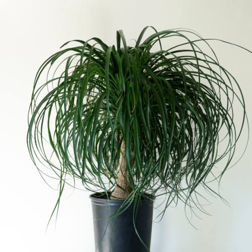 The 31 Best Indoor Houseplants of 2023 - The Girl with a Shovel