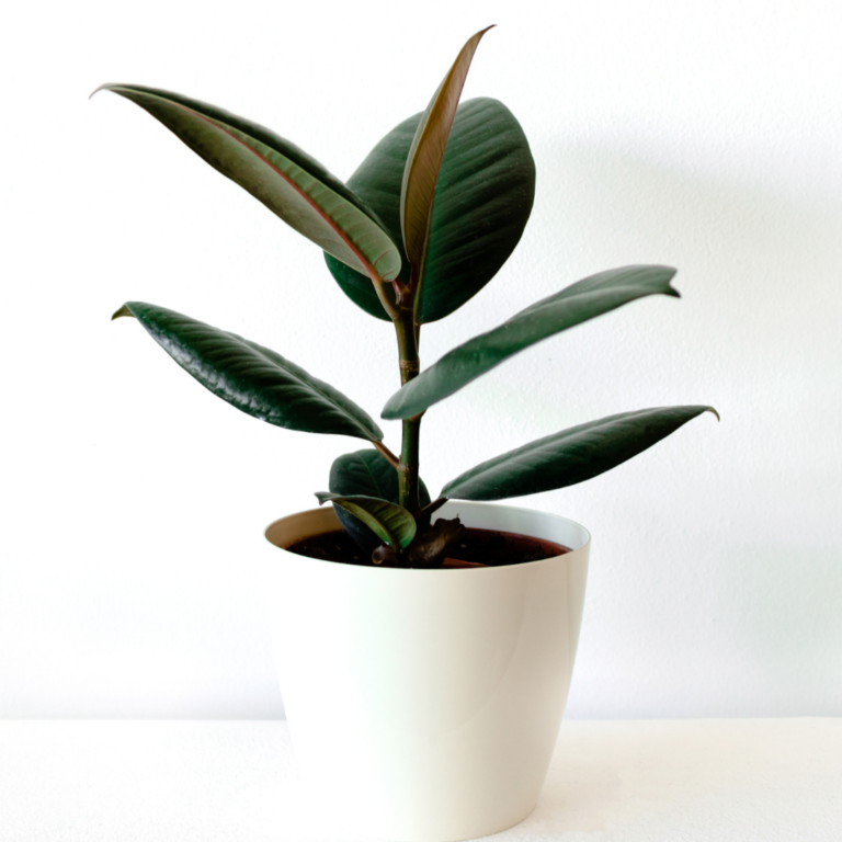 The 31 Best Indoor Houseplants of 2023 - The Girl with a Shovel