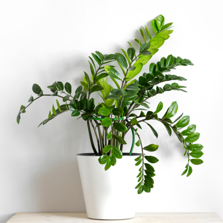 The 31 Best Indoor Houseplants of 2023 - The Girl with a Shovel