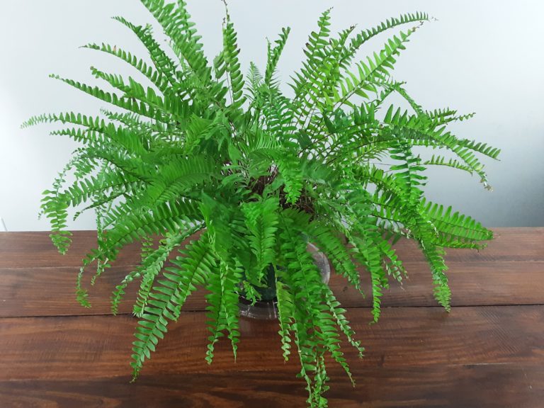 How to Repot a Boston Fern in 5 Simple Steps! - The Girl with a Shovel