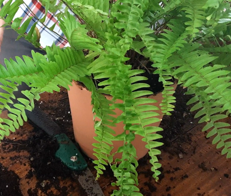 How to Repot a Boston Fern in 5 Simple Steps! - The Girl with a Shovel