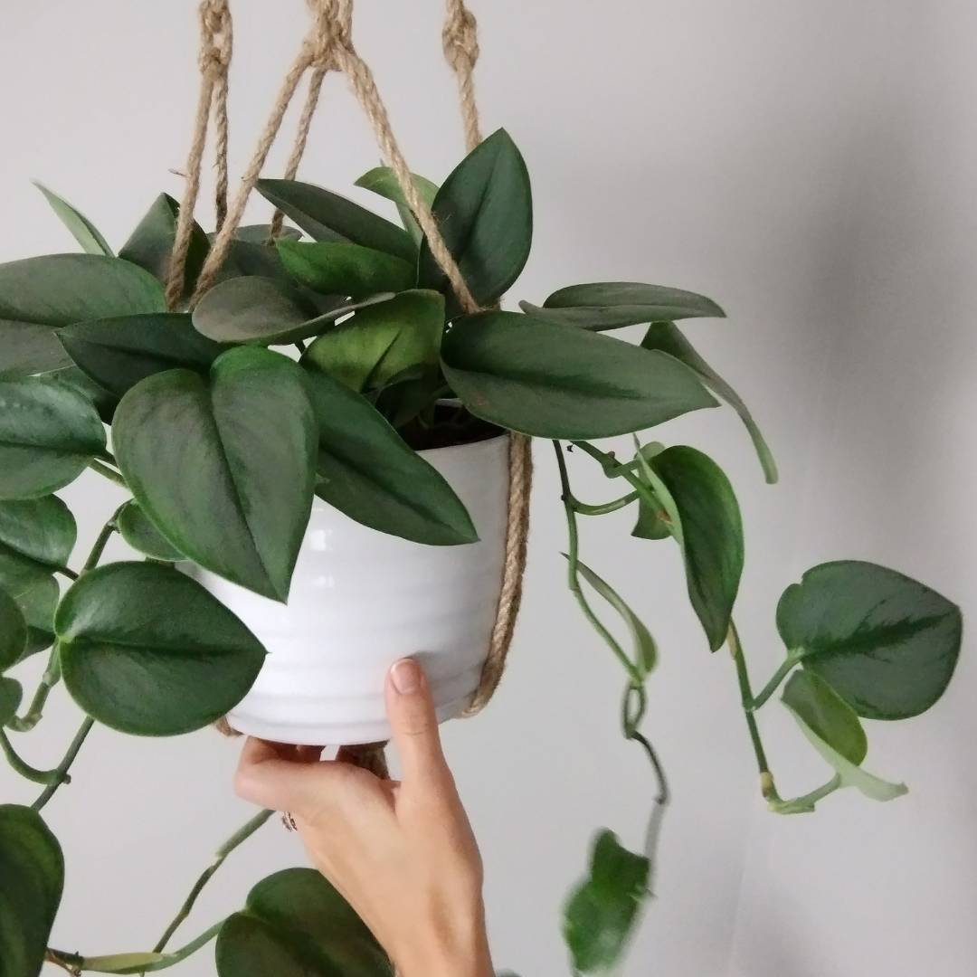 hand lifting scindapsus plant in macrame hanger