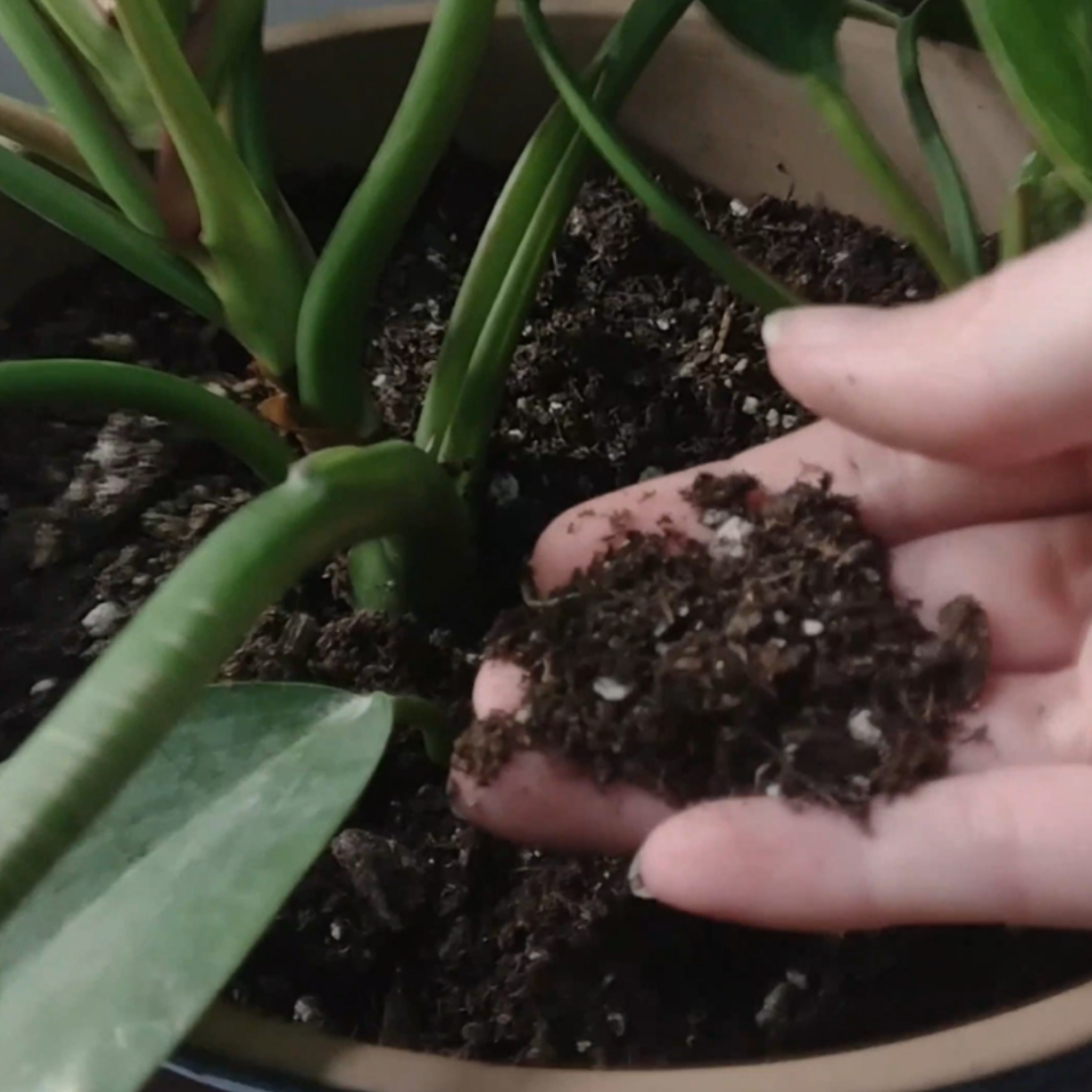 hand holding dry soil above houseplant in pot to tell how to water houseplants