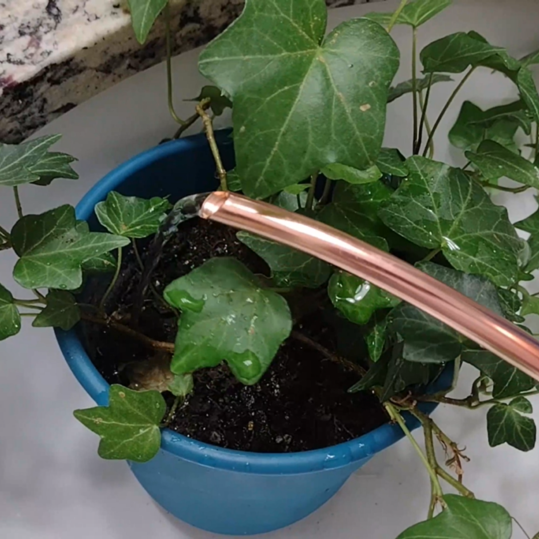 watering can spout adding water to ivy plant sitting in sink