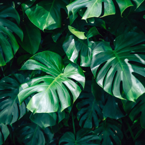 Split Leaf Philodendron vs Monstera: The 6 Key Differences