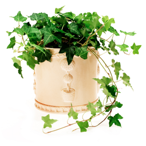 english ivy plant in a ceramic pot on a white background