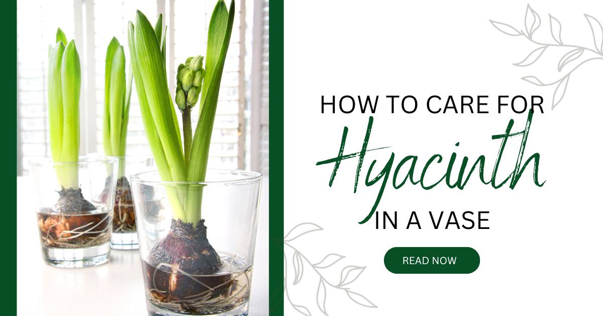 How to Care for Hyacinth in a Vase: Your Complete Guide to Indoor Hyacinth Maintenance