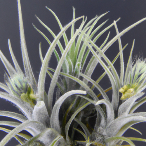 a clump of three tillandsia ionantha