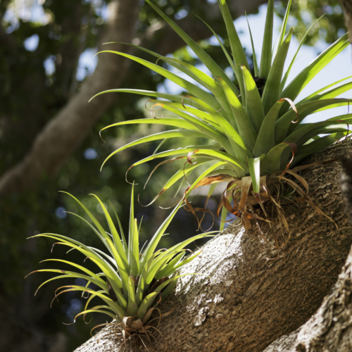 two air plants on a large branch