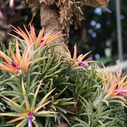 a large grouping of flowering air plants on a branch