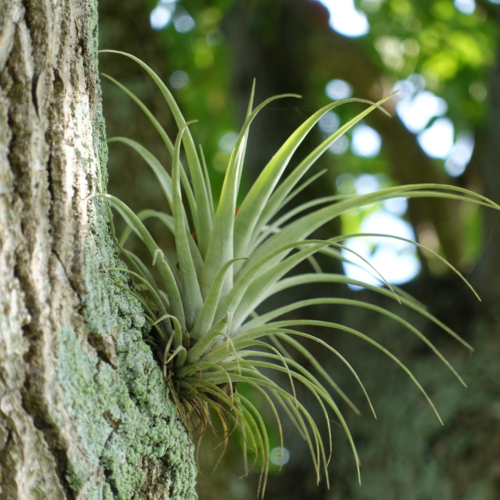 a tillandsia plant on the side of a tree