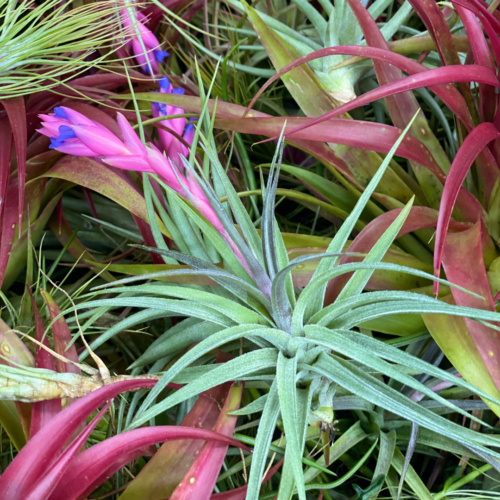 a pile of air plants with several flowering