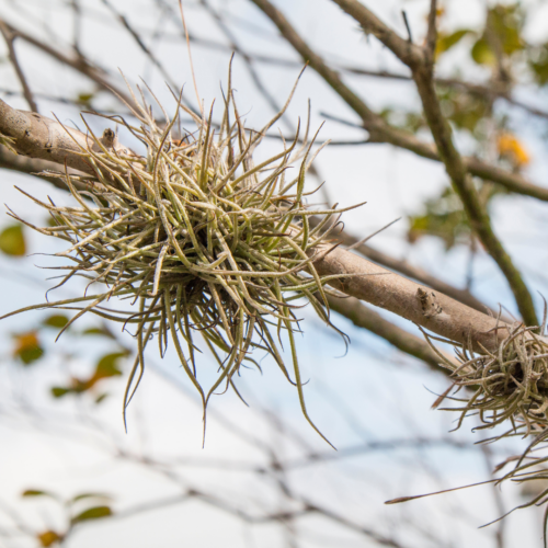 a grouping of air plants hanging from a tree branch