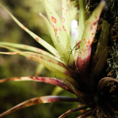 a closeup of an air plant with the light shining into the leaves