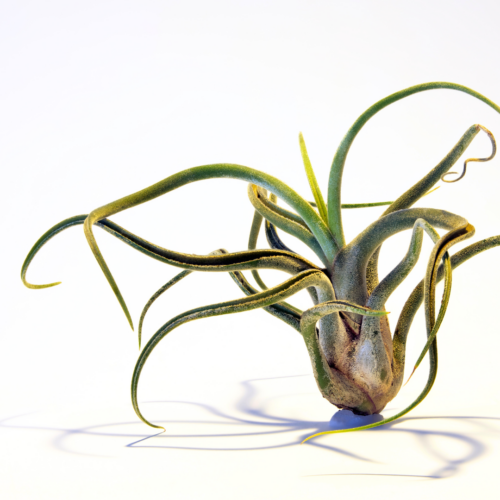 a tillandsia caput medusae on a white background