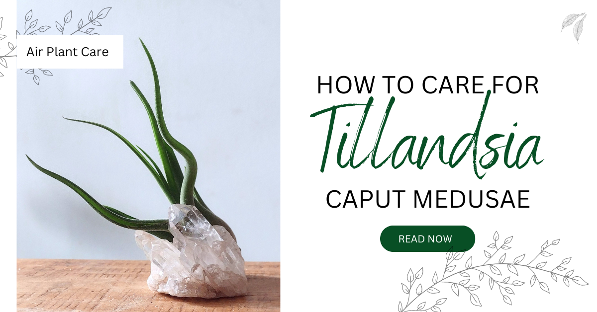 a t. caput medusae with the title how to care for tillandsia caput medusae