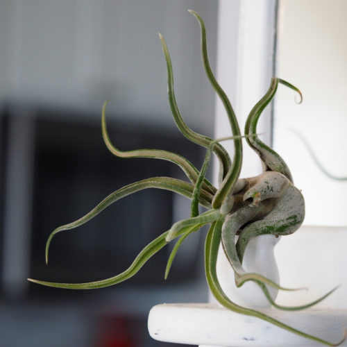 a tillandsia caput medusae on a shelf