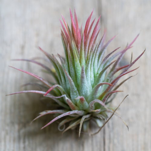 tillandsia ionantha with reddish pink tips on a wood background