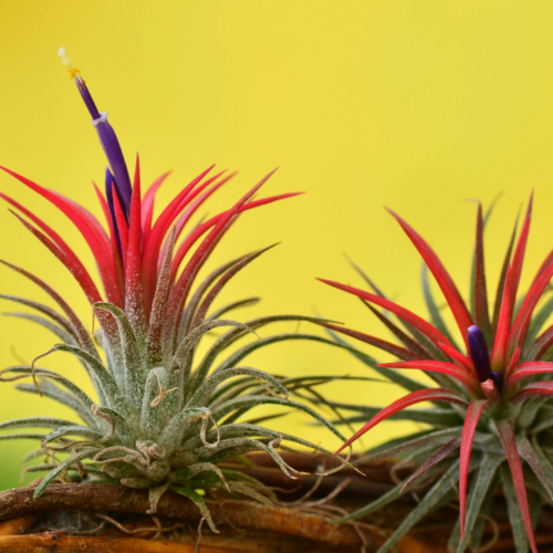 flowering tillandsia ionantha on a yellow background