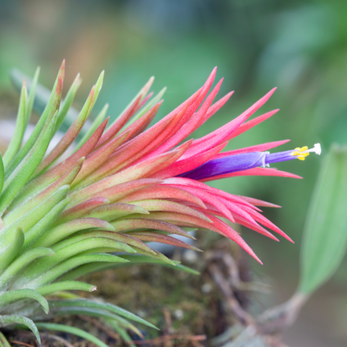 a beautiful flowering tillandsia ionantha