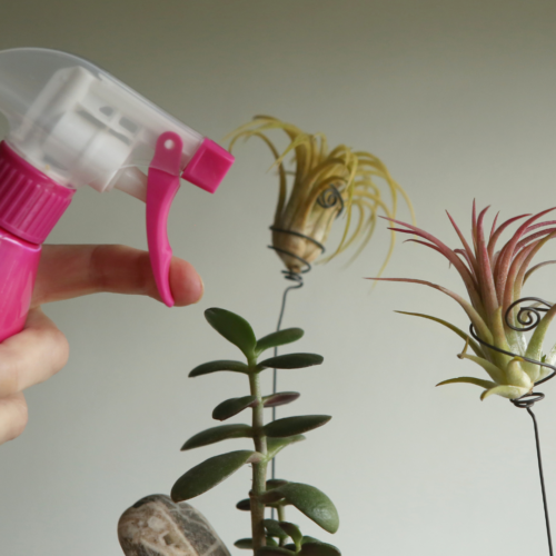 a spray bottle poised to water two tillandsia ionantha