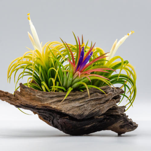 a group of tillandsia displayed on a piece of wood