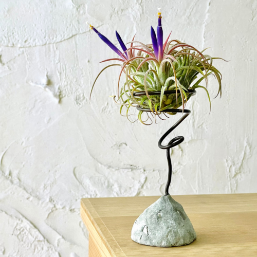 a clump of tillandsia ionantha in an upright metal plant stand