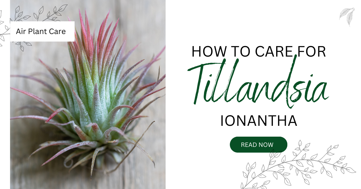 How to Grow Tillandsia Ionantha | Air Plant Care