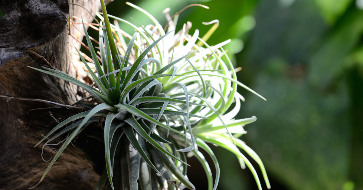 a group of air plants on a tree branch