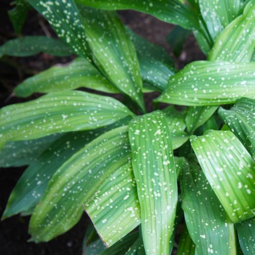 a cast iron plant with spotted leaves