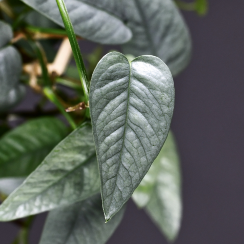 a closeup of a cebu blue pothos leaf made more blue in the low light